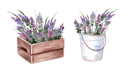Lavender bouquet in vintage wooden box and bucket. Set of hand drawn watercolor illustrations of purple flowers in gardening tools