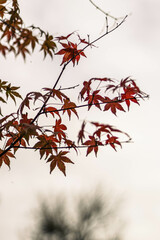 red autumn leaves