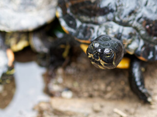 turtle in a little lake in a park