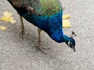 detail of peacock in the garden of sao jorge castle in lisbon