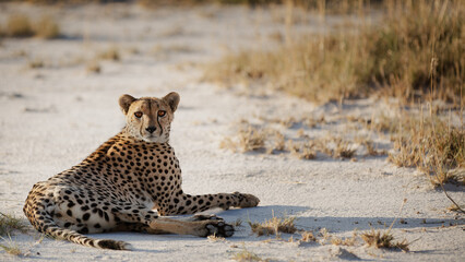 Young cheetah in Etosha 
