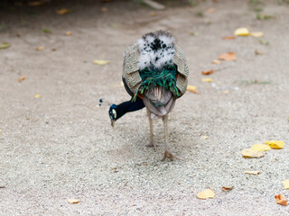detail of peacock in the garden of sao jorge castle in lisbon