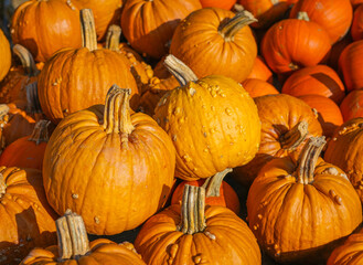 pumpkin harvest in pile in autumn season