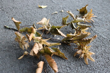 Tree branch on asphalt sidewalk with brown leaves