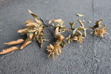 Tree branch on asphalt sidewalk with brown leaves
