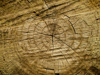 old wood ring textures 