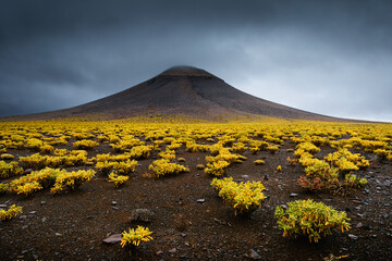 volcano surrouned by yellow plants 