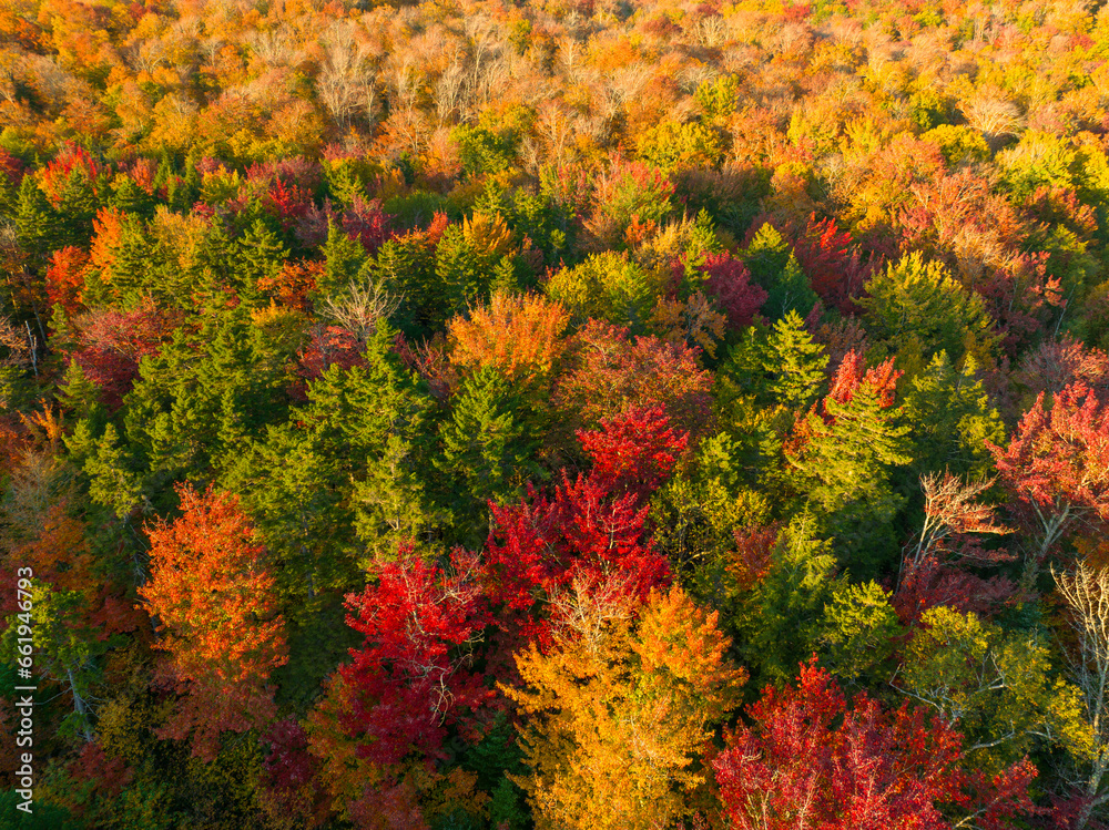 Poster aerial view of autumn forest under sunlight as design background