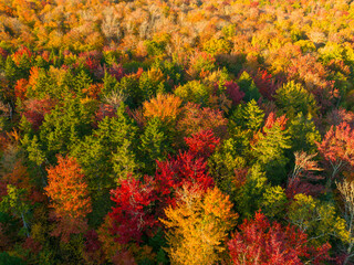 aerial view of autumn forest under sunlight as design background