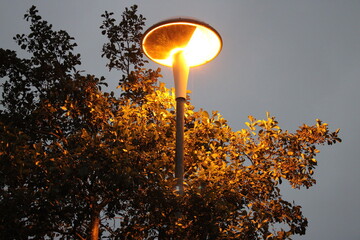 Tree and round street lamp taken at dusk, light reflecting off tree branches and leaves