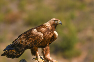 Steinadler