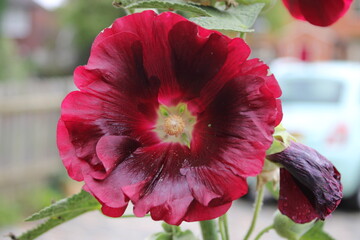 Close up picture of deep red Hollyhock flower, Perspective focus