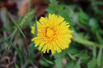 Yellow dandelion head up close, perspective focus