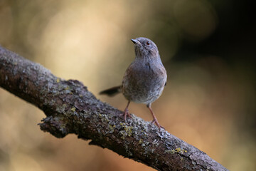Single Dunnock (Prunella modularis) in early Autumn. Perched on a bare branch with a natural light, brown background - Yorkshire, UK in October