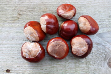 Bunch of conkers laying on a wooden table, Up close perspective