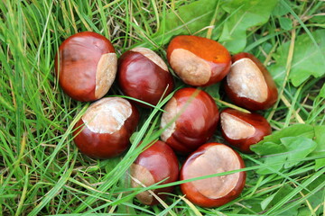 Bunch of conkers laying in long grassy field up close perspective