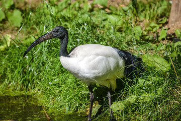 Ibis