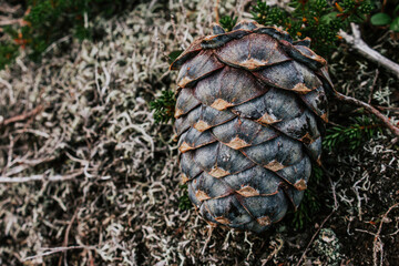 Fresh cedar cone, fallen from tree branch, lies in green bushes. resinous pine cones in wild nature. nut harvest season