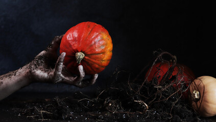 Zombie crawls out of the grave for a pumpkin. A corpse's hand, plant roots and various pumpkins. A...