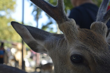 deer eye