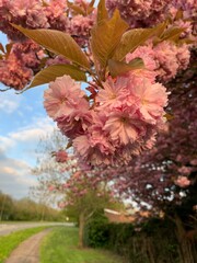 Close up picture of cherry tree branch in spring with pink blossom 