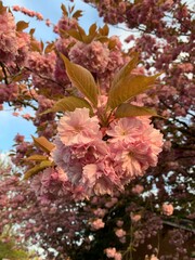Close up picture of cherry tree branch in spring with pink blossom 