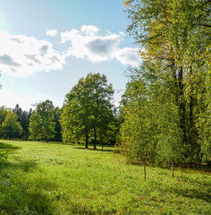 landscape with trees