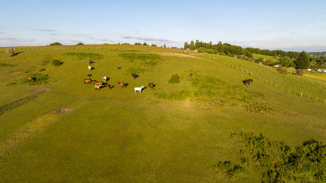 Top view of horses on mountain slope at horse farm. Horses are running on green grass