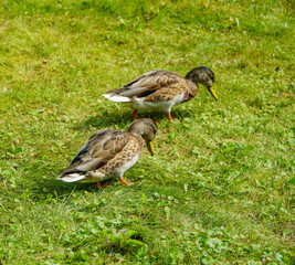 duck in the grass