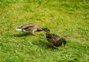duck in the grass