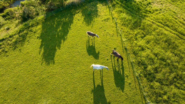 Top view of horses on mountain slope at horse farm. Horses are running on green grass
