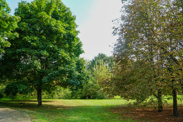 Naklejka premium trees in the park