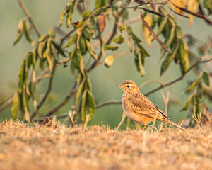 A Field Pipit