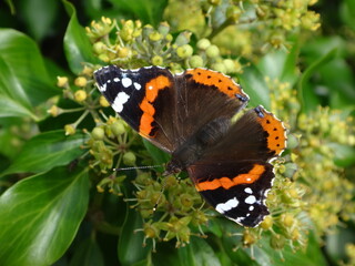 Red admiral (Vanessa atalanta ab. bialbata) feeding on ivy flowers