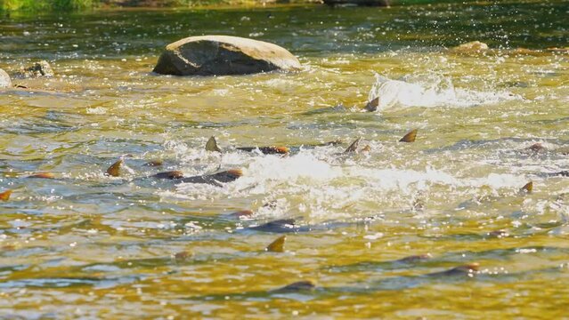Atlantic or Chinook salmon going up Ganaraska river upstream for spawn in slow motion. Salmon fish migration back to spawning grounds. Corbett's Dam, Port Hope, Ontario, Canada. Salmon run to lay roe.