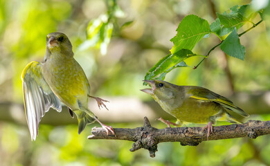 A green finch shouts off its own kind off a tree branch 