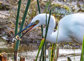 A little Egret with a tiny wish within its beaks after a quick catch from a small lake