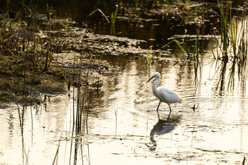 A little Egret on a small lake in Leeds, England trying to catch its meal