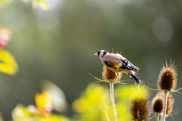 European Goldfinch, a bird which has a distinctive red face, black and white head, and yellow and black body. It is perched on a thistle plant, which is a type of flower