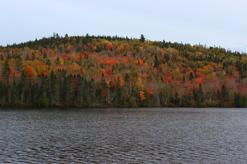 Trees in full fall foliage