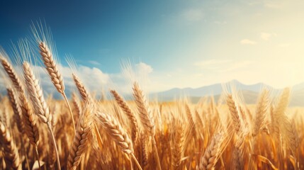 Beautiful golden wheat field and blue sky with clouds. Nature background