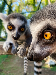 Tailed lemurs (Lemur catta), a family of lemurs, sit on a branch in a zoo and look at the camera close-up.