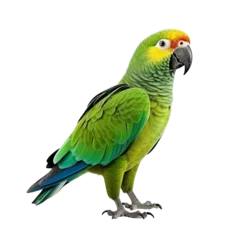 Zelfklevend Fotobehang Parrot clip art © Alexander