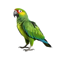 Parrot clip art