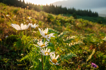 Beautiful landscape with mountains, flowers and a valley at sunset with blue sky and clouds. View of the valley in Georgia.