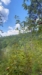 forest and sky