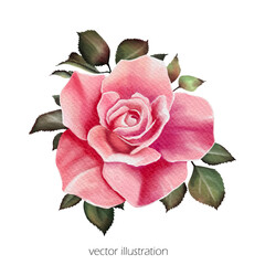 Watercolor pink rose isolated on white