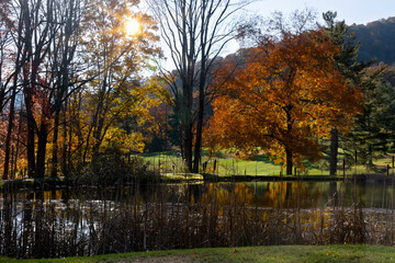 Autumn Scenic Landscape, Golden Tree Colors, Pond Reflection