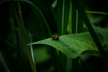 Saltamontes en hoja de arbol