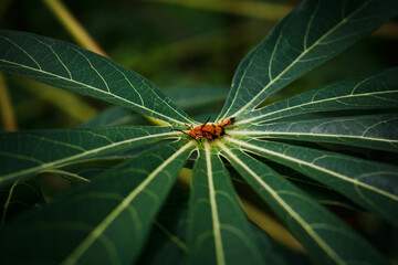 Mariposa en apareamiento